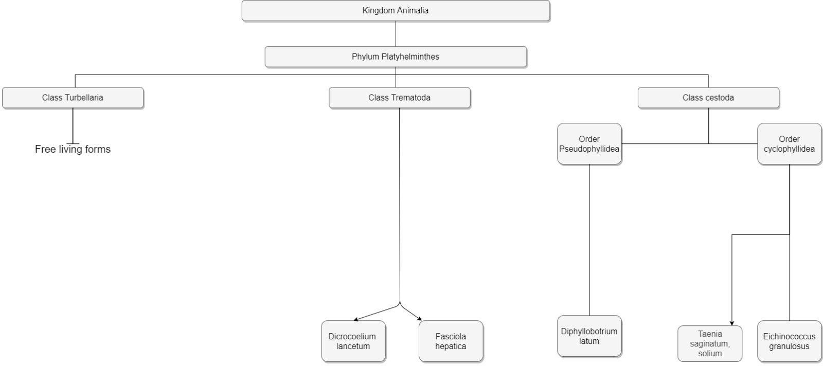 Plateyhelminthes